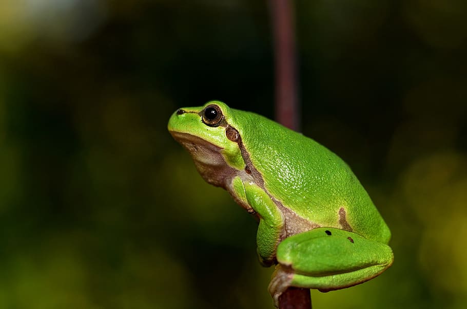 selective, focus photography, green, brown, frog, hyla meridionalis, the frog, amphibians, animal themes, animal