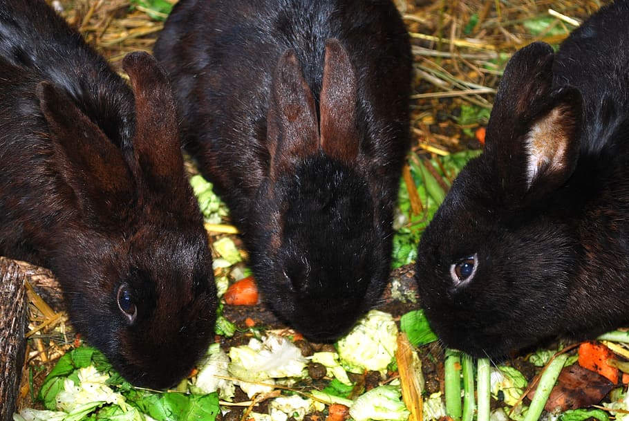 bunnies, bunny, rabbits, coney, cony, farm animal, eating, animal, animal themes, mammal