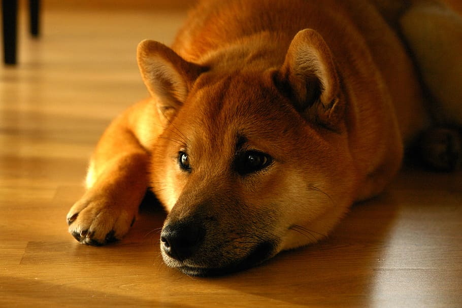adult, brown, dog, laying, wooden, flooring, shiba inu, smile, portrait, lay down