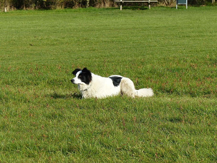 Dog, Lying, Crossing, Grass, daddy, watch, black white, black, white, nature