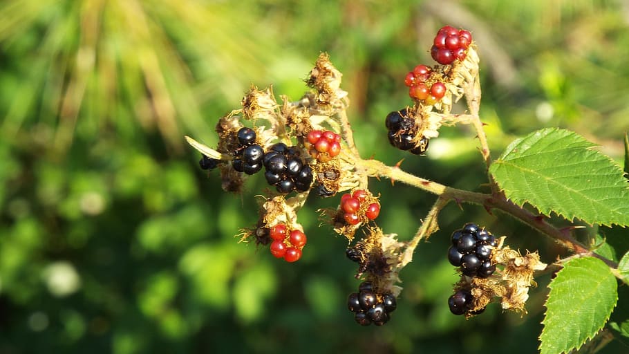 blackberry, buah, segar, manis, matang, berair, alam, lezat, musim panas, daun