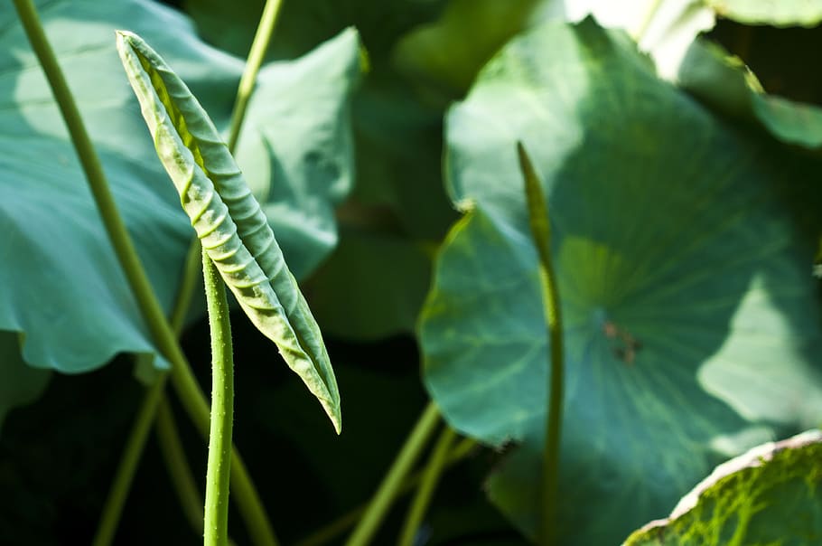 suzhou, start garden, hawthorn, lotus leaf, green, savage lotus, curly, leaf, plant part, growth