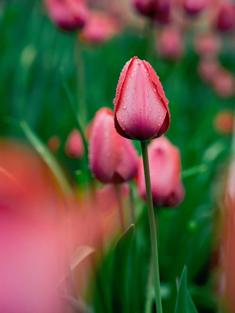 selektif, foto fokus, pink, bunga tulip, alam, tanaman, daun, hijau, bunga, tunas