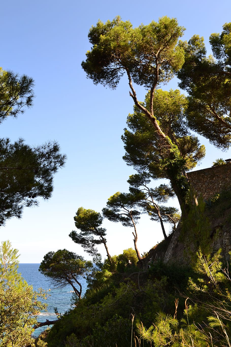 maritime pine, pine, sea, side, mediterranean, spain, seaside, nature, maritime landscape, landscape