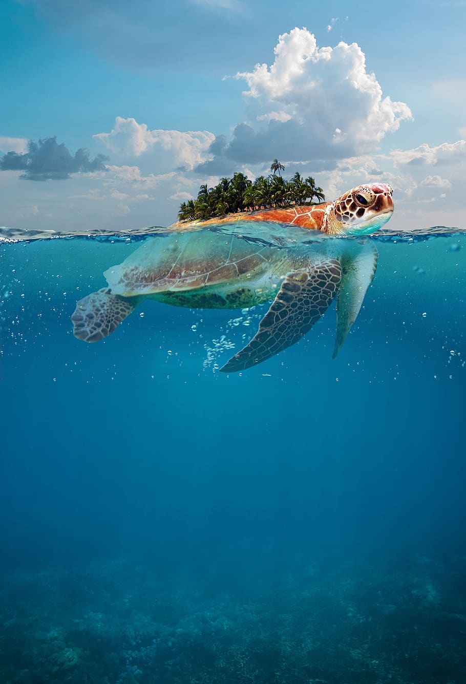 turtle, ocean, island, underwater, sea, wildlife, swimming, marine, nature, aquatic