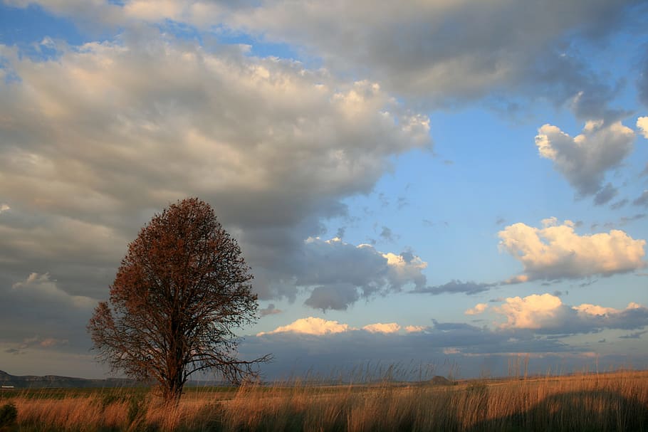 tree, veld, grass, yellow ochre, sky, white clouds, landscape, field, cloud - sky, tranquility