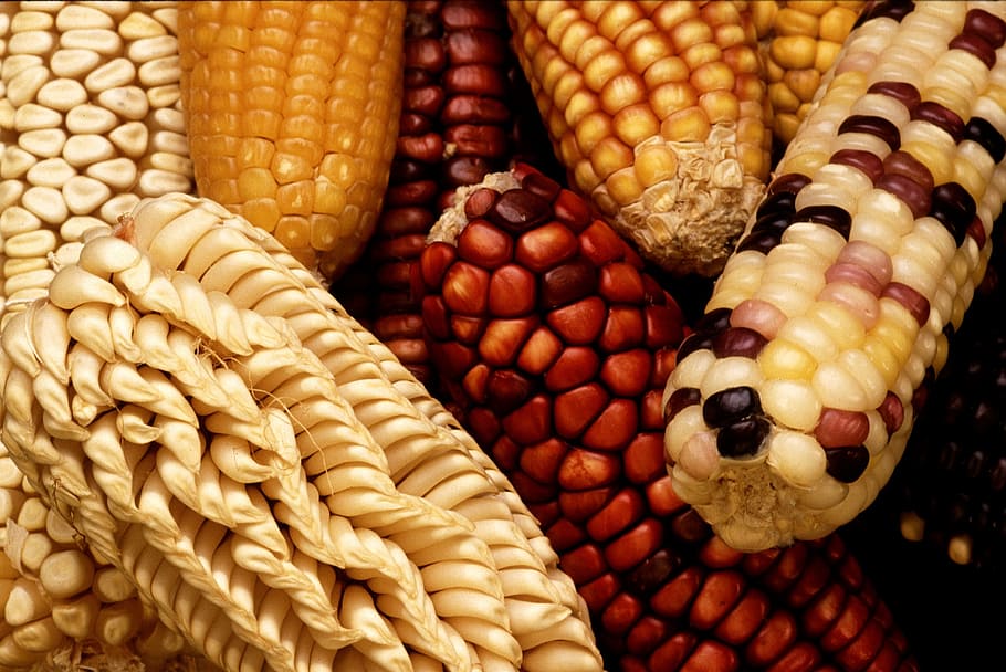 manojo, cachorro de maíz, maíz, mazorca de maíz, cosecha, verduras, fuerza, maíz dulce, maíz genéticamente modificado, productos genéticos
