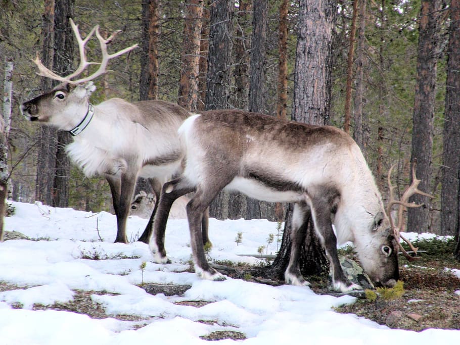 two gray moose, reindeer, arctic, lapland, antler, animal, north, polar, winter, nordic