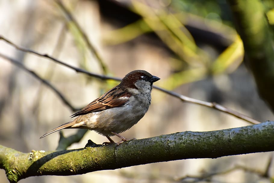 house sparrow, sparrow, bird, sperling, animal, nature, songbird, close, feather, sitting