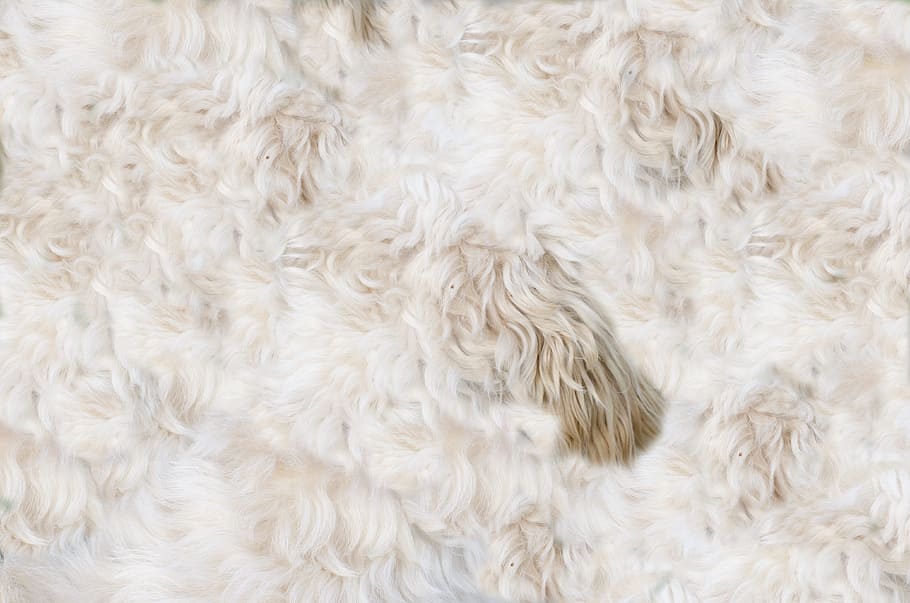 curly-coated white fur, Animal, Dog, Fur, Pelt, Skin, Leather, dog, fur, warm, texture