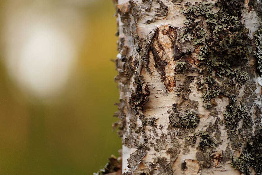 forest, wood, birch, outdoor, natural, autumn, tree trunk, trunk, tree, close-up