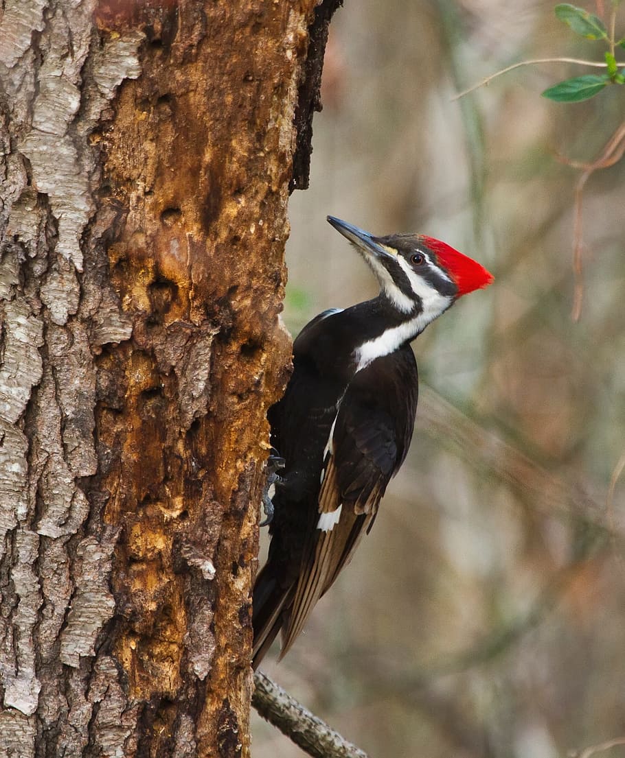 close-up photography, red-pileated woodpecker, pileated woodpecker, bird, wildlife, nature, red, black, forest, beak