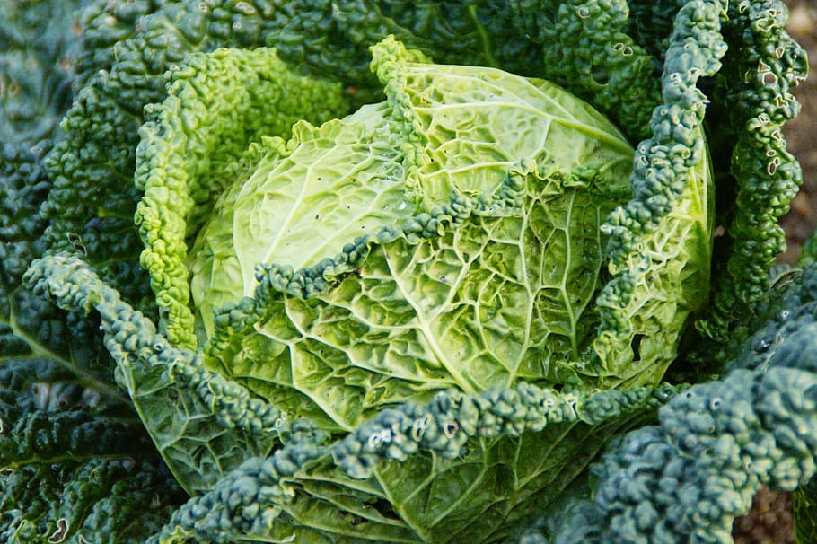 green cabbage, savoy, savoy cabbage, welsch carbonate, welsch herb, cabbage, vegetables, food, vitamins, healthy