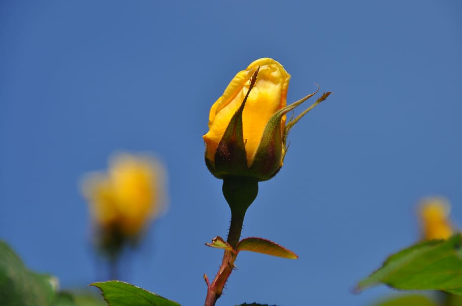 Yellow, Rose, Rosebud, Close, yellow, rose, rose bloom, plant, yellow roses, blossom, bloom
