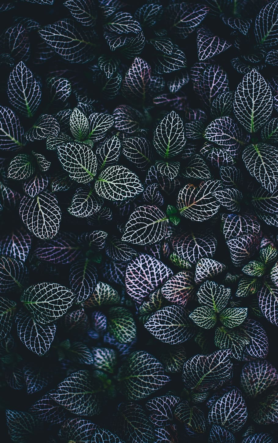 tutup, foto, ungu, hijau, berdaun, tanaman, close up, alam, pola, latar belakang