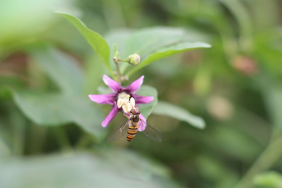 plant, bee, insect, ye tian, natural, beautiful, vivid, touching, flowers, flower