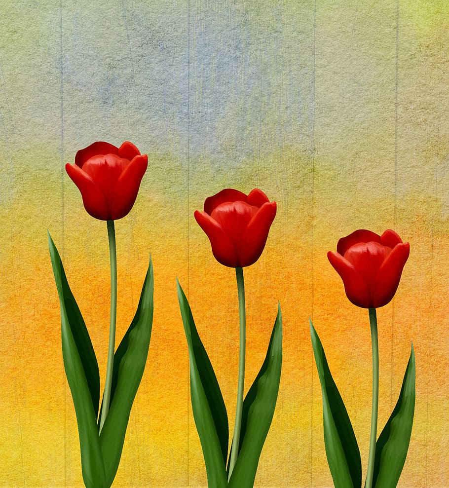 three, red, rose, flowers illustration, tulip, flower, plant, nature, floral, romance