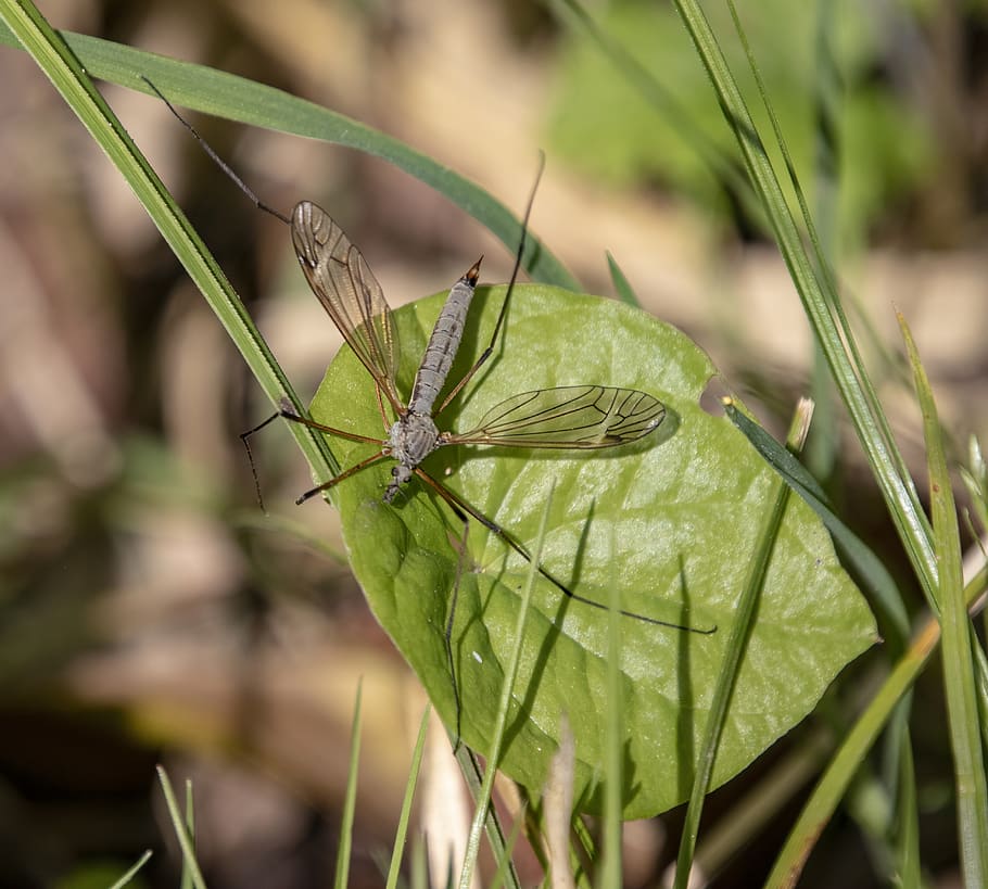 cranefly, insect, wings, veins, fly, tipulidae, nature, spring, leggy, summer