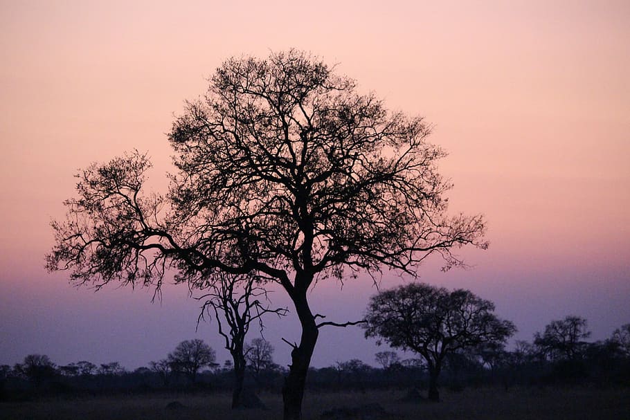 africa sunset, zimbabwe, wilderness, tree, silhouette, pink sky, safari, nature, savannah, sunset