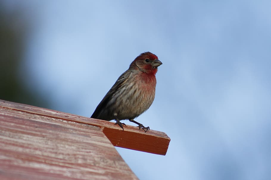 bird, wildlife, male house finch, finch, house finch, natural, wild, outdoors, animal themes, animal