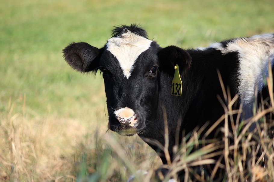 Cow, Farm, Vermont, Pasture, cattle, agriculture, animal, grass, rural Scene, livestock