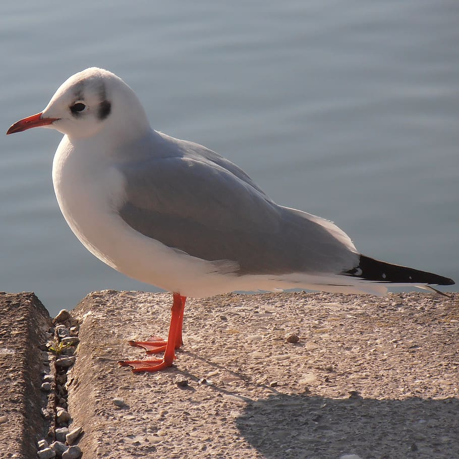 seagull, cheeky, water bird, curious, according to, scream, pfäffikersee, flight artists, animal themes, bird