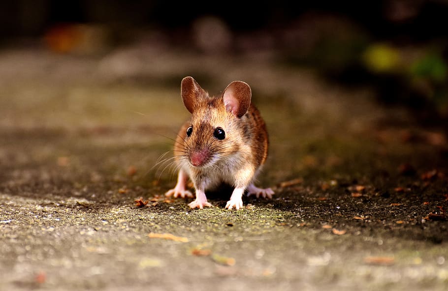 micro, tiro, roedor, ratón, lindo, mamífero, nager, naturaleza, animal, ratón de madera