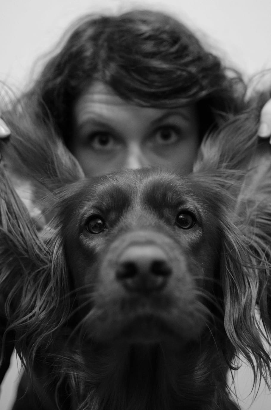 Dog, Portrait, Irish Setter, setter, black and white, looking at camera, adults only, one person, adult, one animal