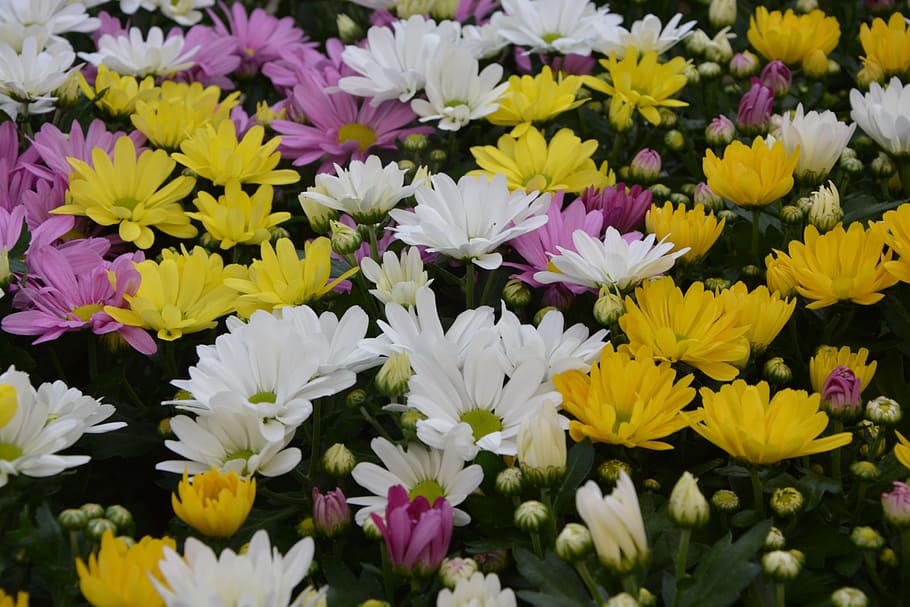 노란 꽃 장미, 흰색, 노란 국화, 꽃 자연, 거대한 냄비, 제공, 꽃잎, 자연, 꽃, 꽃 가을