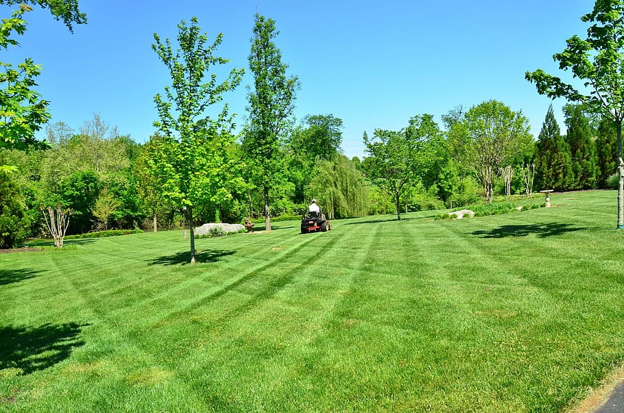 foto de campo verde, campo verde, foto, cuidados com o gramado, manutenção do gramado, serviços de gramado, corte de grama, árvore, grama, agricultura