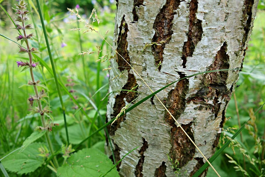 birch, pohon birch, pohon, kulit kayu, batang pohon, perak, struktur, derai, tekstur, kayu