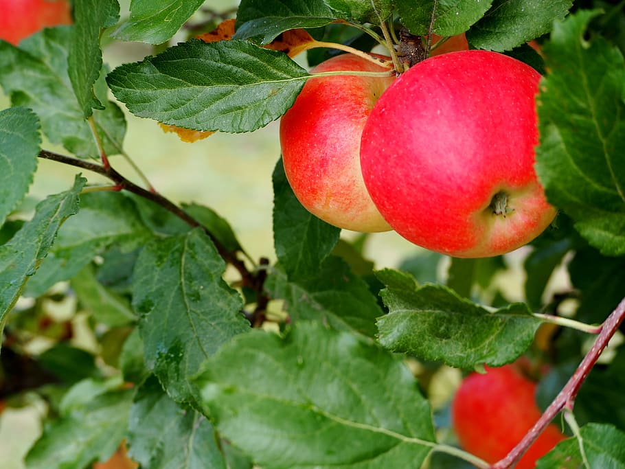 apple, ripe, red, fruit, vitamins, delicious, frisch, red apple, healthy, fruits