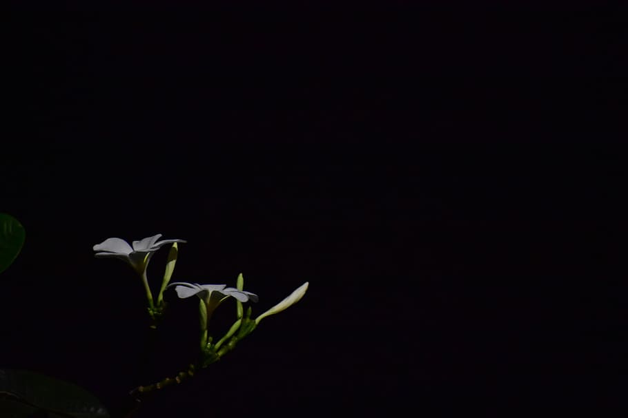dark glowing flower, night flower, white flower, india, dark, blooming, buds, plant, black background, beauty in nature