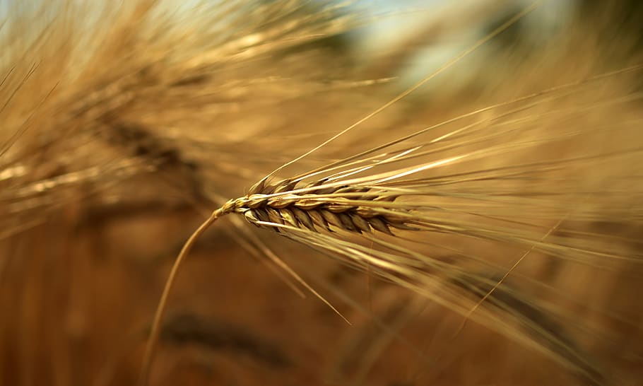 barley, cereals, grain, ear, awns, grass, plant, crop, food, agriculture