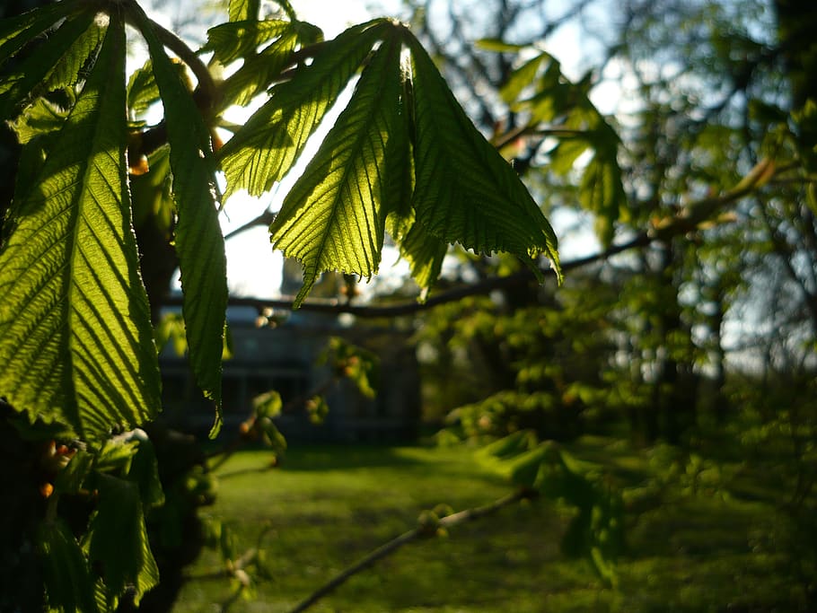 green, spring, beautifull, sun, tree, green color, plant, growth, leaf, focus on foreground