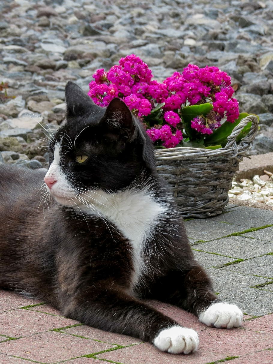 white, black, tuxedo cat, sitting, basket, flowers, cat, black white, beautiful, white mask