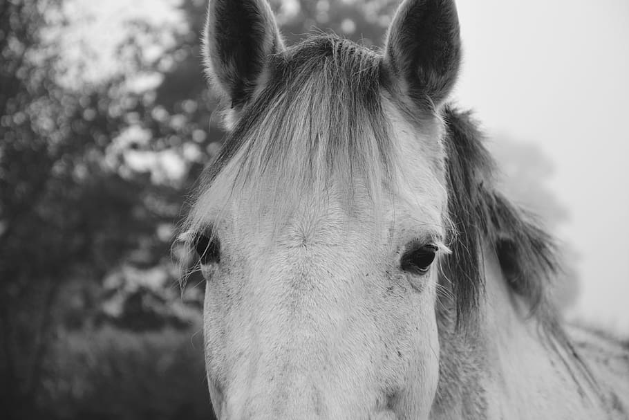 horse, photo black white, next to horse, domestic animal, portrait, nature, domestic, animal, look, pet
