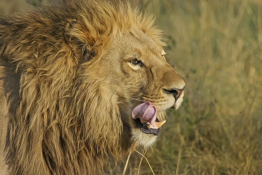 lion on grass, lion, predator, safari, africa, animal world, lioness, south africa, national park, wilderness