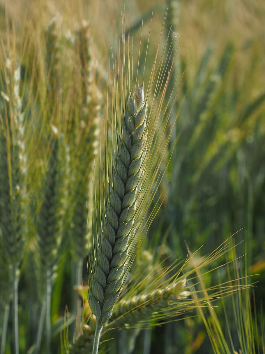 gandum, ladang gandum, sereal, ladang, pertanian, biji-bijian, telinga, gandum bergizi, paku, hordeum vulgare