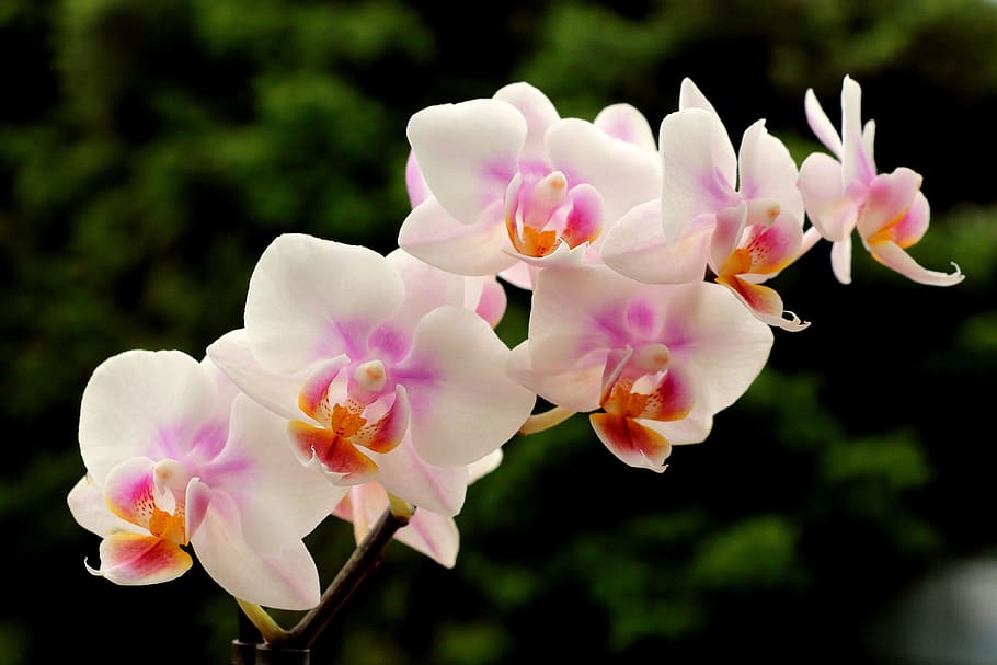 white-and-purple moth orchids, bloom, orchids, blossom, flower, flowering plant, plant, freshness, vulnerability, fragility