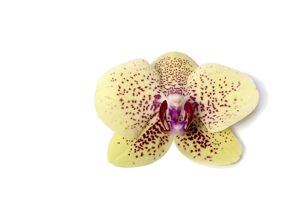 phalaenopsis, orchid, Phalaenopsis, Orchid, phalaenopsis orchid, tropical, flower, striped, kalaidoskop, butterfly orchid, pink