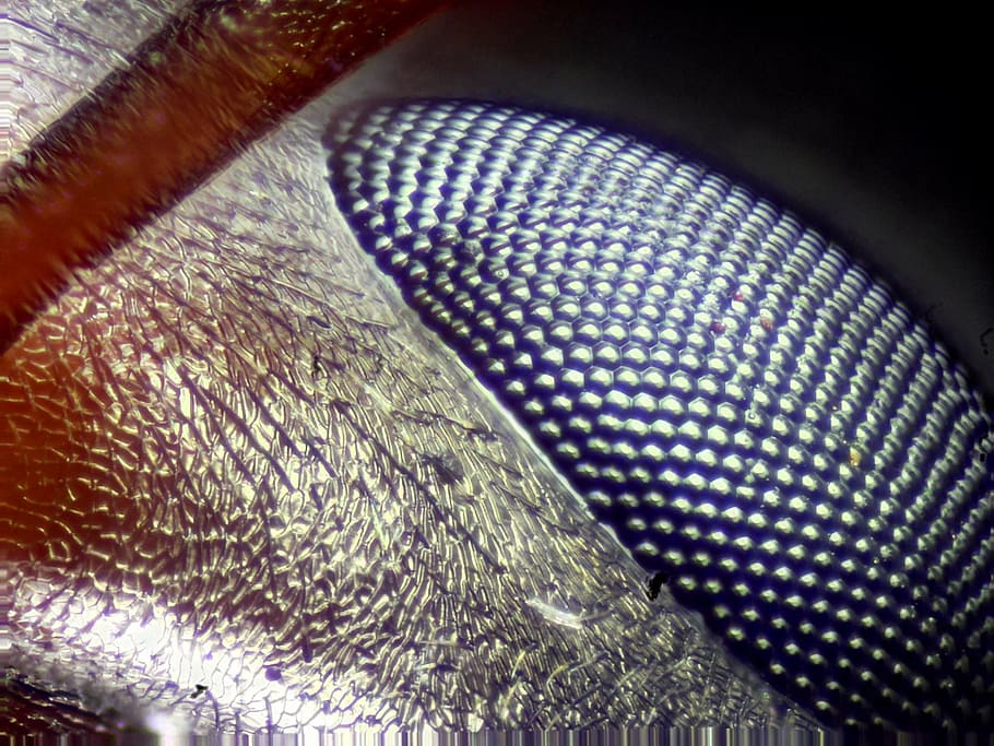 eye, eye close-up, bug eye, ant eye, macro, wildlife, photo stacking, microscope, microscopy, pattern