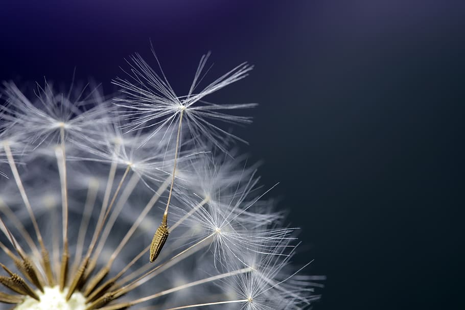 dandelion, seeds, plants, nature, macro, close, wind, umbrella, flower, fragility