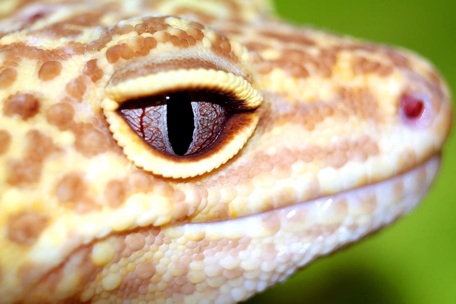 reptiles, the lizard, leopard gecko, close-up, one animal, eye, animal body part, animal themes, reptile, animal