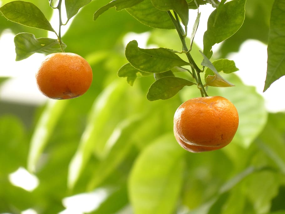 dua, buah-buahan, Mandarin, Jeruk, Pohon, Buah, buah jeruk, calamondinorange, calamondin, citrofortunella microcarpa