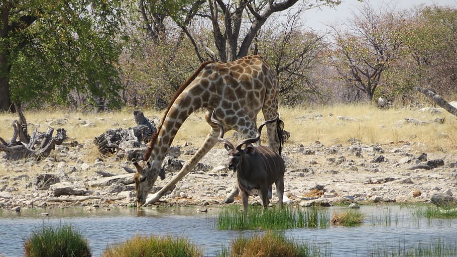 giraffe, kudu, drunk, antelope, point, water, drink, africa, savannah, etosha