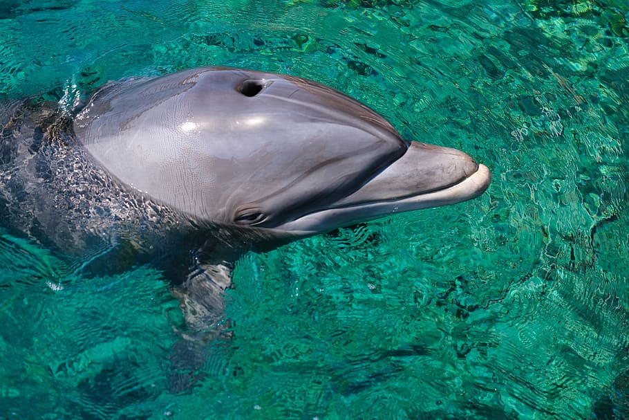 dolphin, eilat, israel, dolphin reef, afalina, sea, animal wildlife, animals in the wild, animal themes, animal