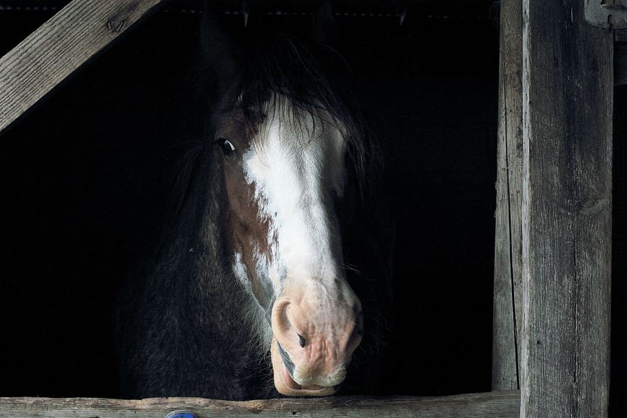horse at stable, black, brown, white horse, horse head, cage, horse, stall, barn, animal