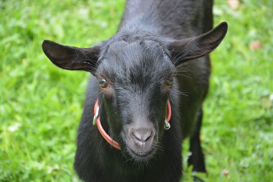 goat black, young goat, goat, animal, black white, nature, field, prairie, kid, herbivore