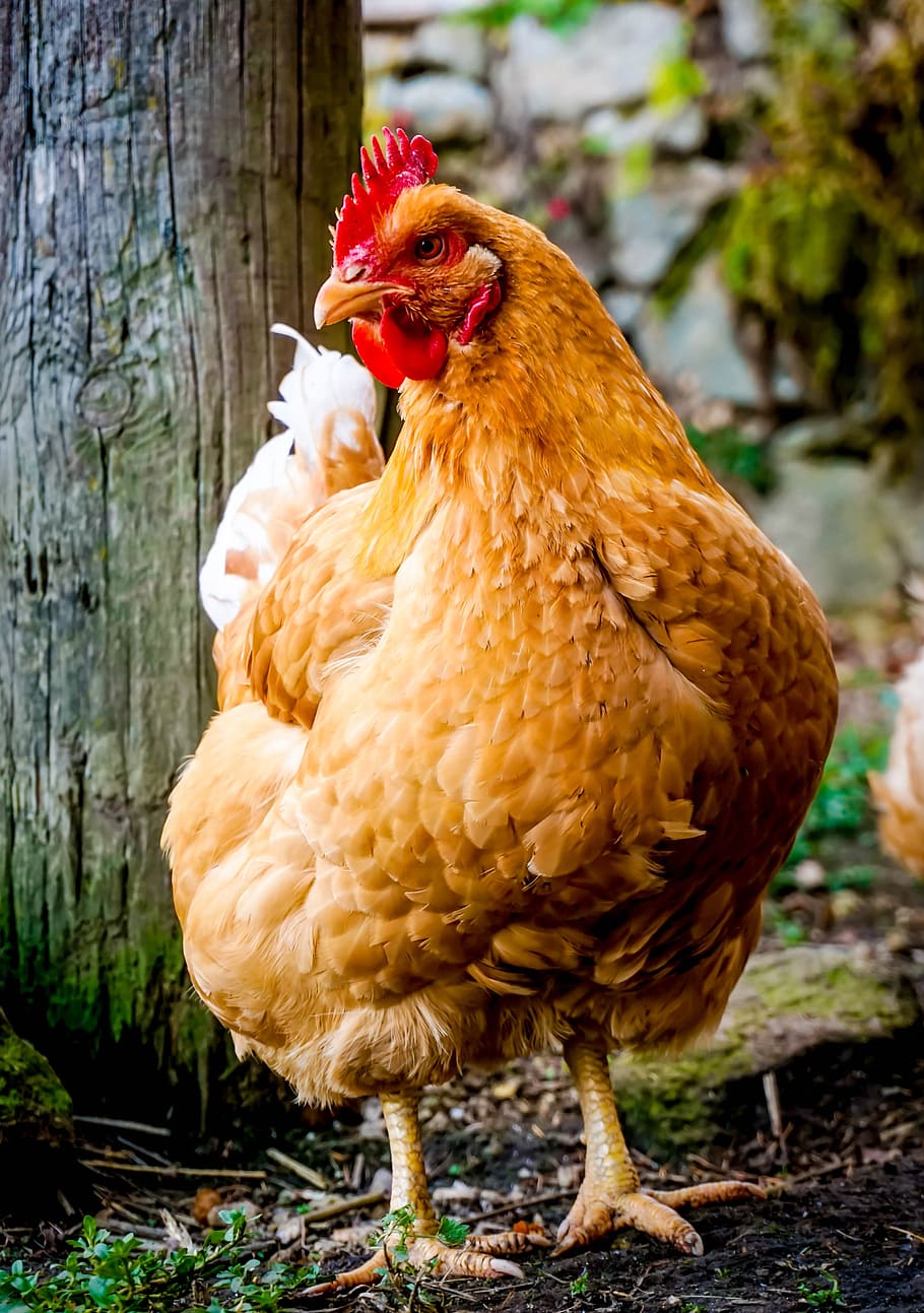 pollo, huevo, carne, pollo asado, pollo de engorde, pascua, granja, bio, aves de corral, polluelos